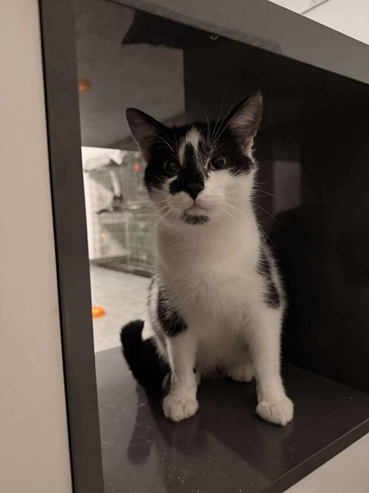 Kocięta w różnym wieku do adopcji