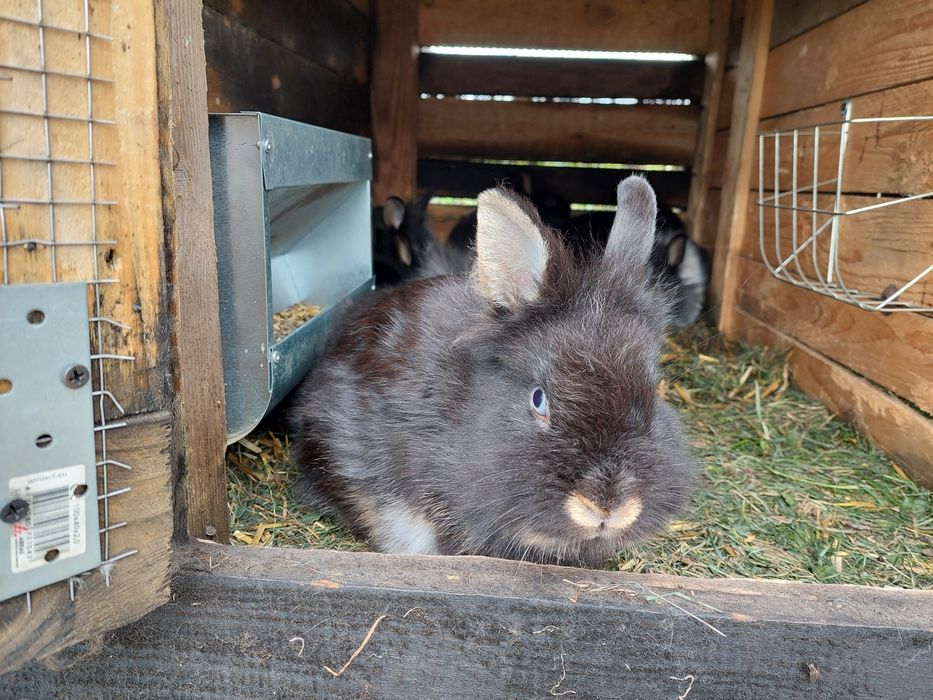 Sprzedam króliki miniaturki