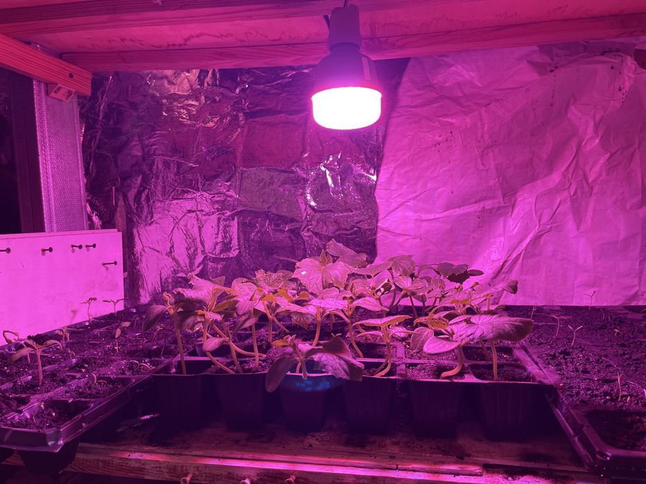 Рассада - огурцы ,f1 ,опт и розница