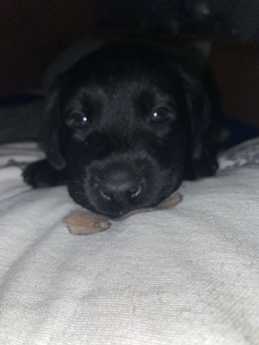 Цуценя лабрадора