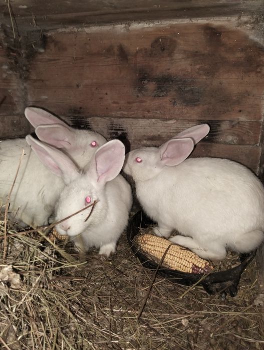 Кролики, кролик, 400 один