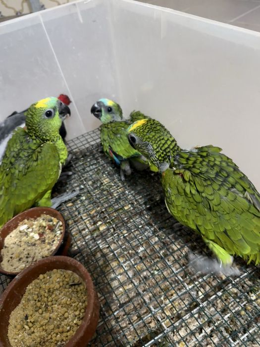 papagaios amazona aestiva bebes