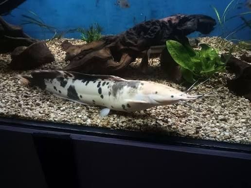 Długowąs żabi 34cm(Clarias batrachus)