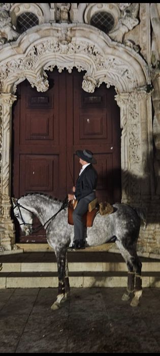 Cavalo  Puro sangue Árabe 5 anos