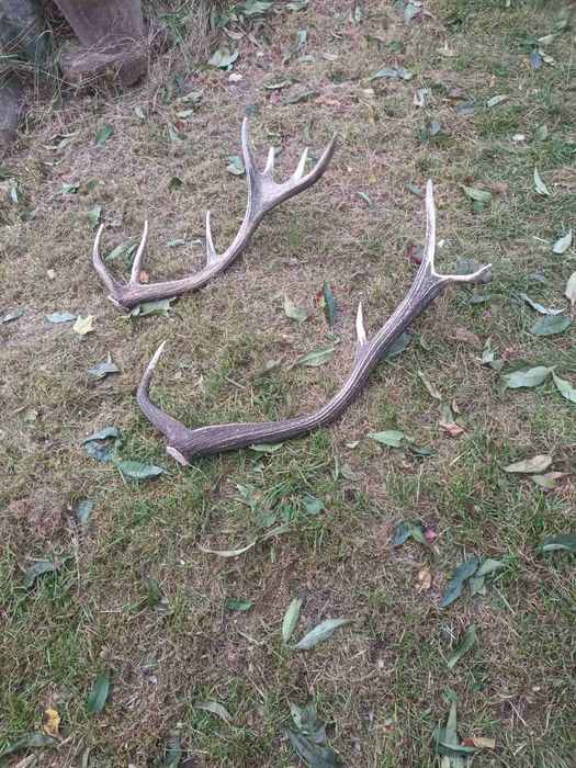 Продам Рог Оленя