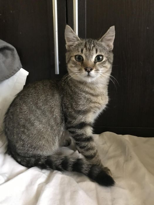 Кошеня. Кіт. Киця.