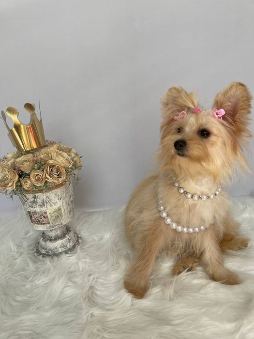 Помапу — Лише 3 дівчинки! Ідеальна можливість