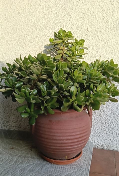Váso de Suculentas (jade)