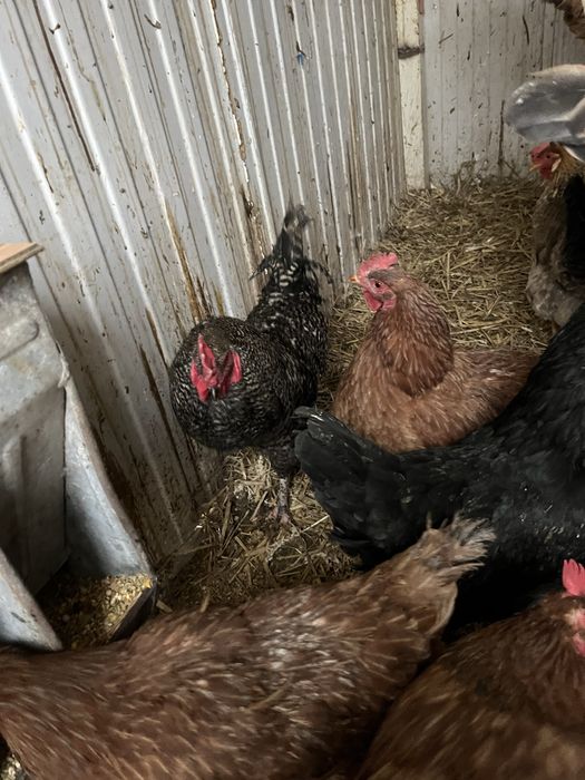 Sprzedam jaka legowe