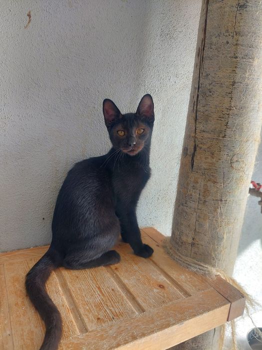 Gatinhos adoção responsável