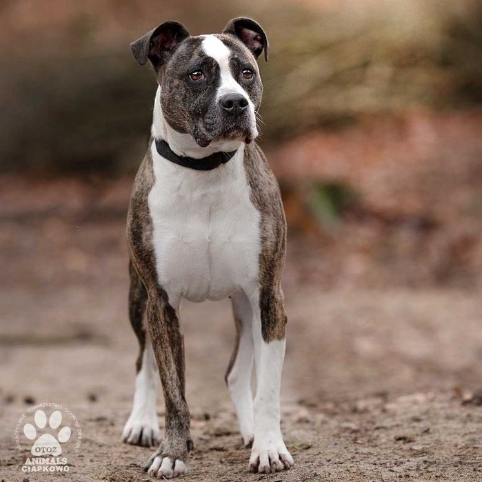 Shila czeka na Ciebie w OTOZ Animals Scgronisku Ciapkowo!