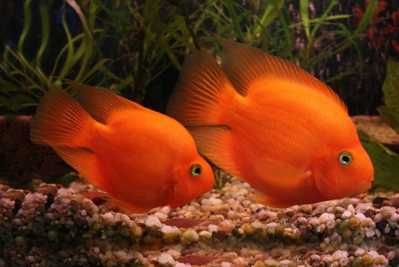 Peixe papagaio vermelho