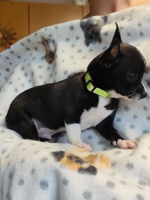 Chihuahua muito fofo