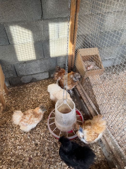 Ovos galados de várias raças puras