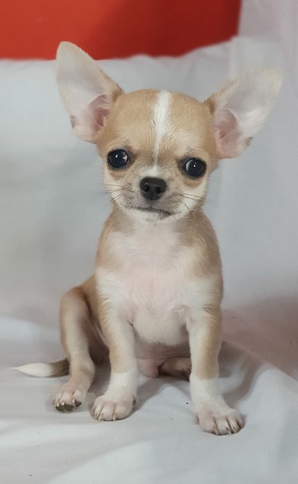 Гладкошерстный мальчик чихуахуа
