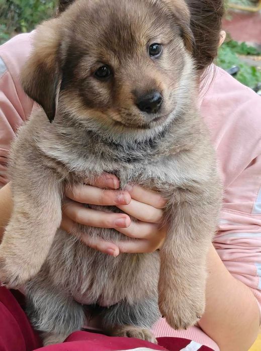 Цуценята в добрі руки