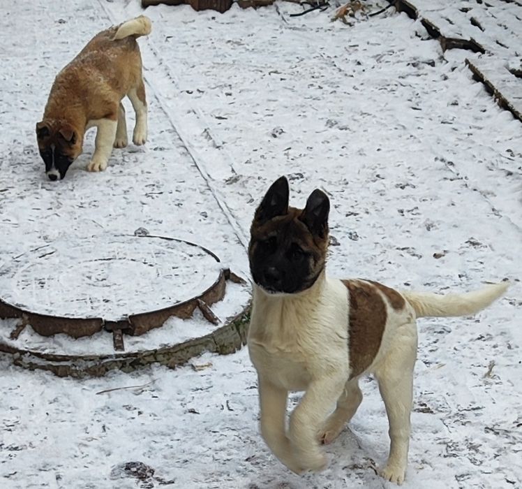 Американська акіточка