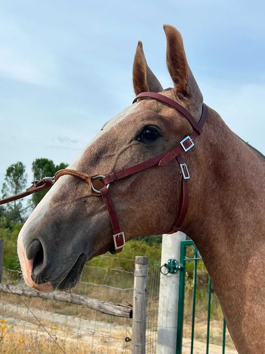 Poldro Puro Sangue Lusitano 1 ano