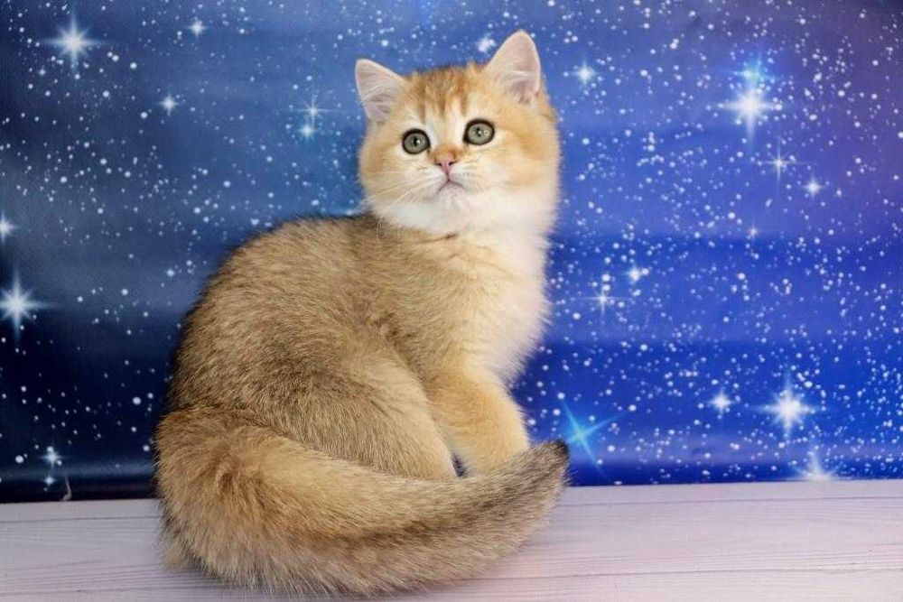 Британський чистокровний хлопчина