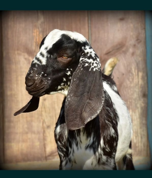 Kozioł anglonubijski, krycie.