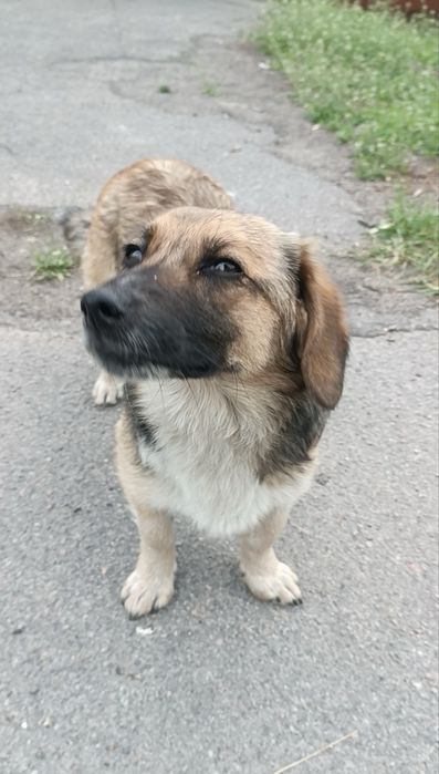 Собака в добрі руки