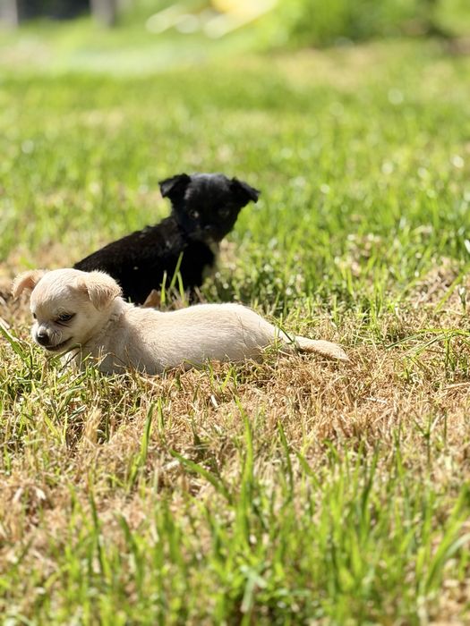 Chihuahua pelo longo com LOP