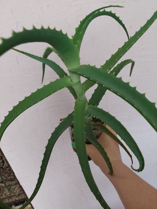 Алое 3 годичный, в наличии 1шт.