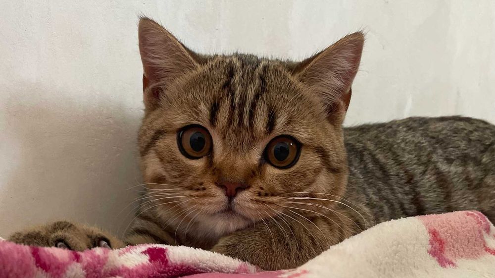 Шотландський чистокровний котик кошеня