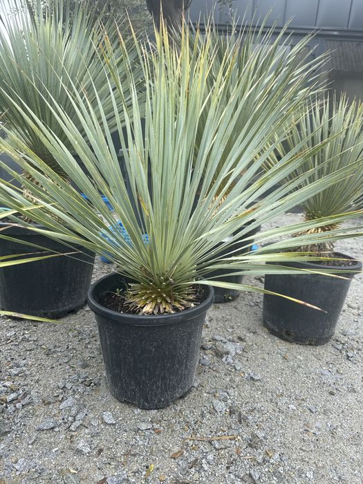 Juka Rostrata Yucca Rostrata. Ok.70cm-80cm