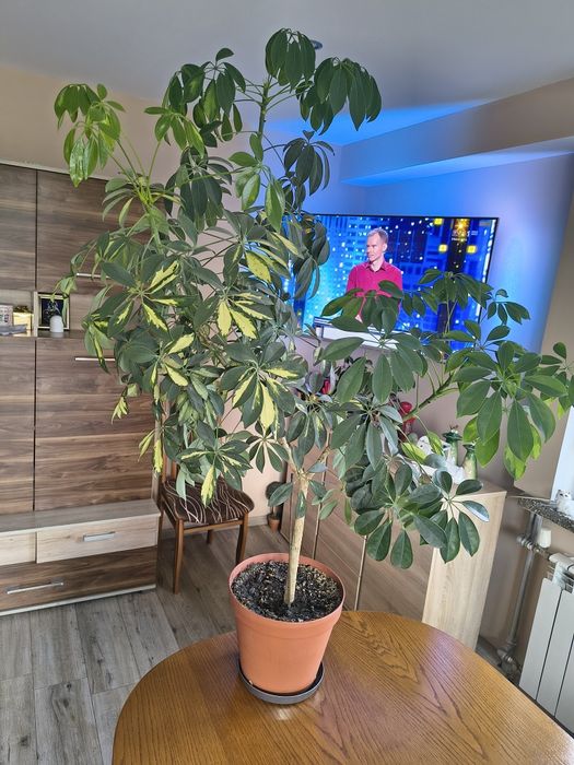 Szeflera drzewkowata 150cm