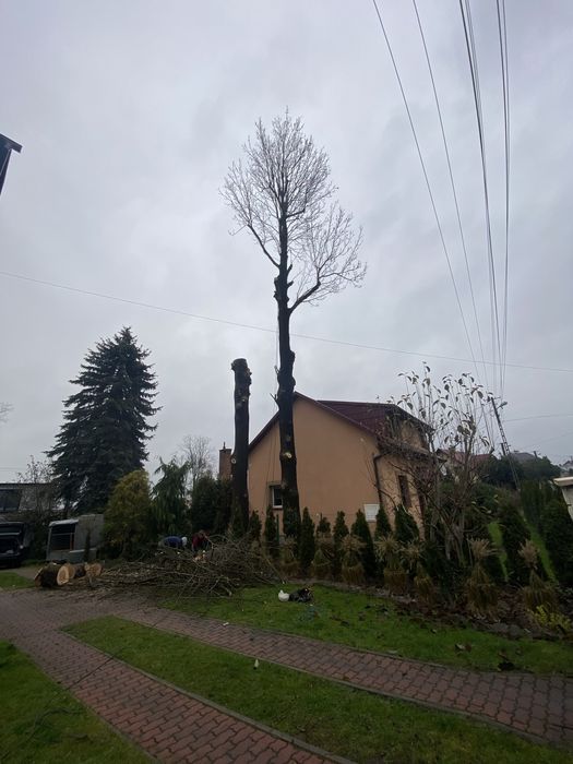 Wycinka drzew | Pielęgnacja drzew i ogrodów | Arborysta