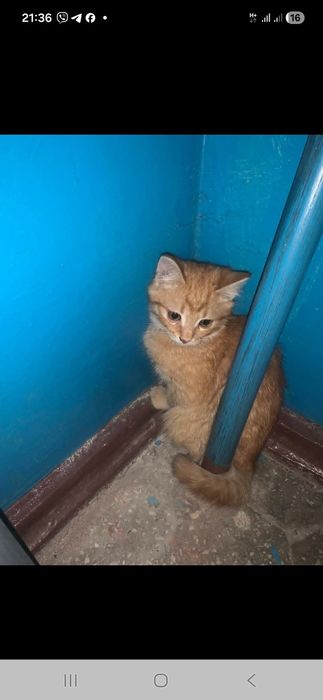 Кошенята в добрі руки безкоштовно