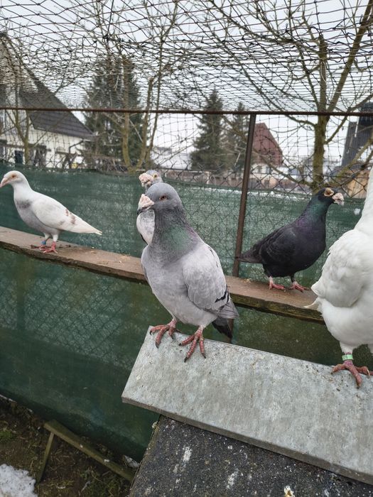 Gołębie staropolskie