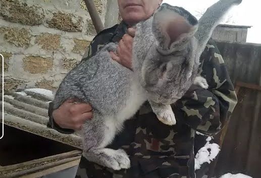 Продам кроликів ( дорослі та молодняк)