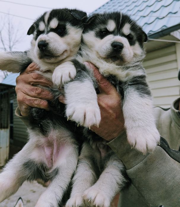Ідеальні хаскі..