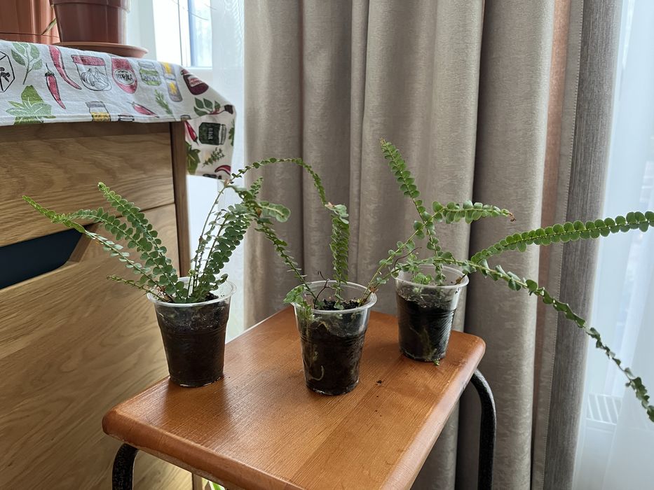 Нефролепіс Даффі