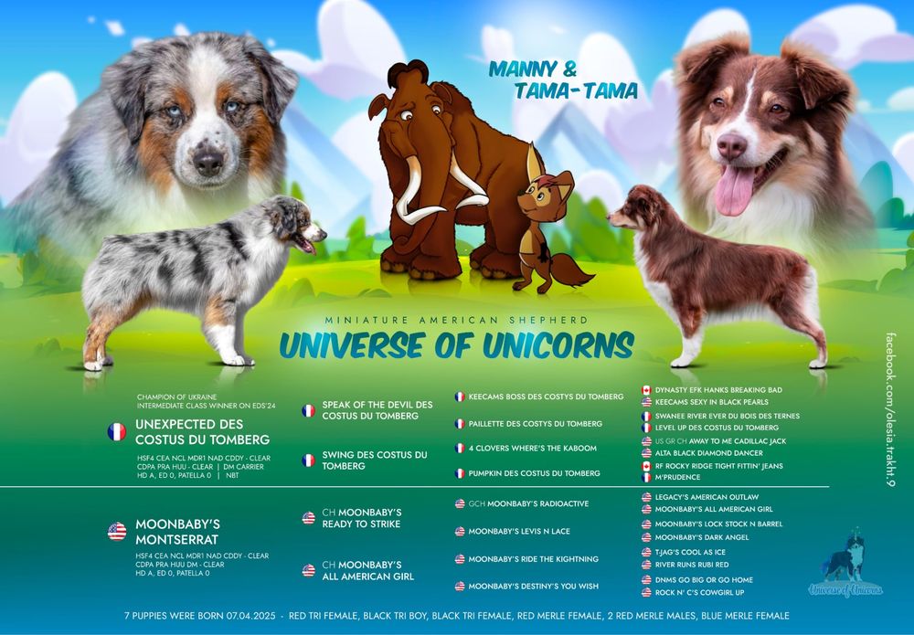 Міні ауссі ( Мініатюрна Американська вівчарка)