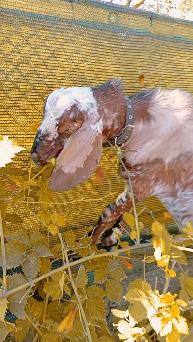 Козлик породи нубокаморі на в'язку