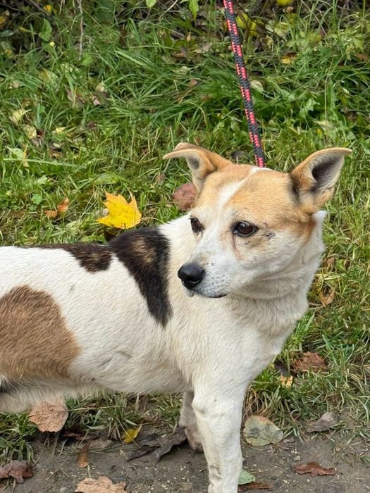 Gwiazdor - łaciaty mały piesek do adopcji!