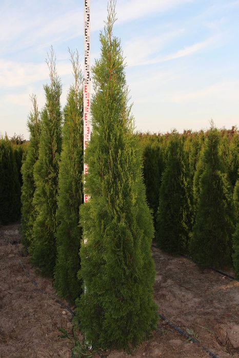 Tuja Szmaragd,Thuja Smaragd 220 - 250 cm SUPER JAKO, PRODUCENT Warszawa  Mokotw  OLX.pl
