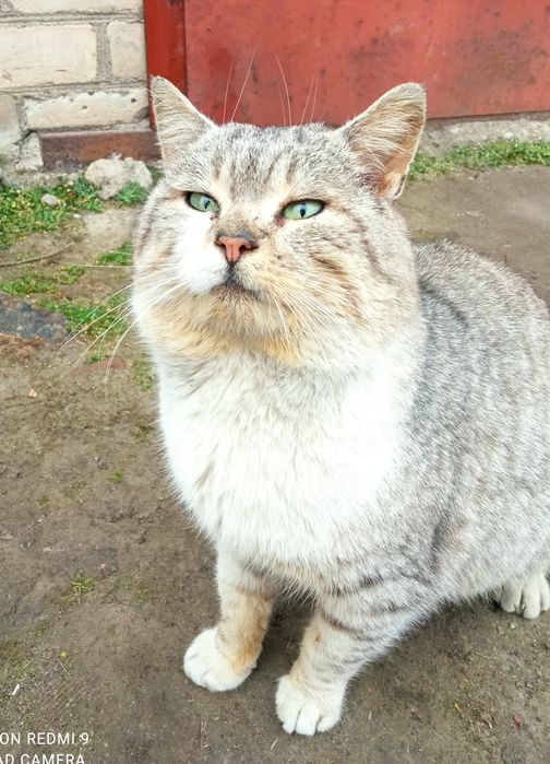 Тишка проситься в сім'ю