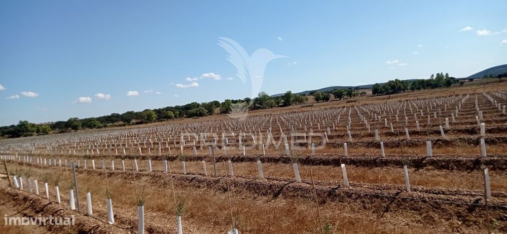 Olival Super Intensivo de 5,9ha à venda em Cano- Sousel