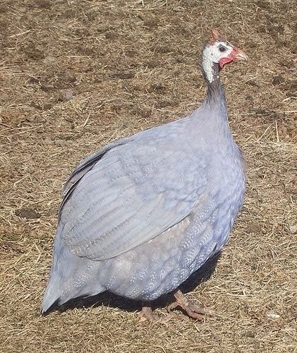 Fracas / galinha d/Angola.