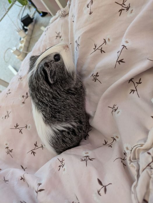 młode małe świnki morskie samczyki samce świnka morska samiec