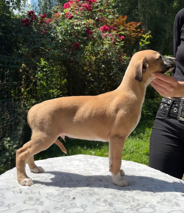 Whippet Piękne , zdrowe ,socjalizowane , odrobaczone i 2x zaszczepione .