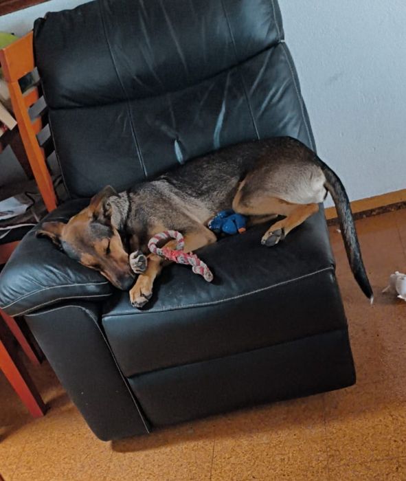 Menina X pastor alemão para adoção responsável