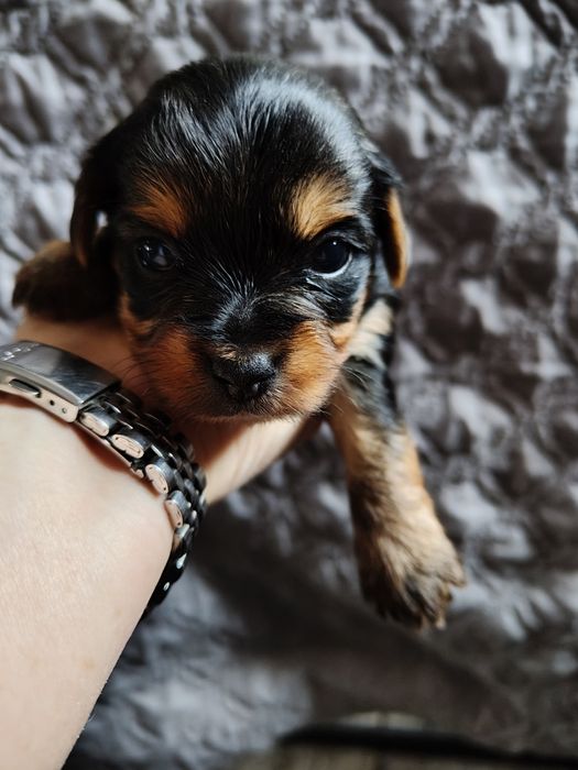 Yorkshire terier suczka