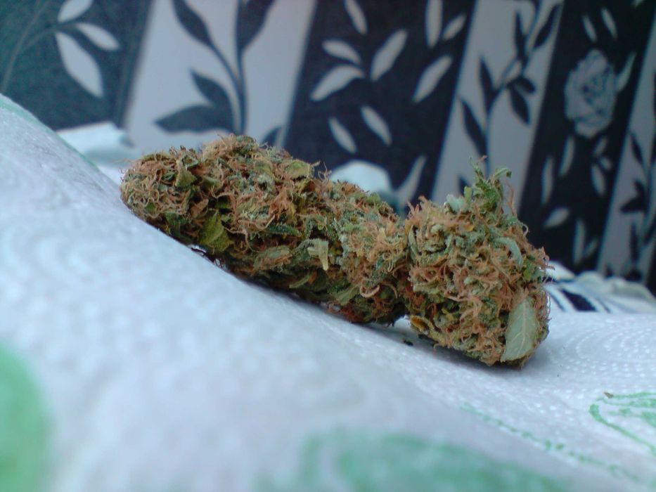 Marihuana Blue Monkey 15g Susz Roślinny THC CBC CBN CBG CBL Susz Konopny 15g Blue Monkey