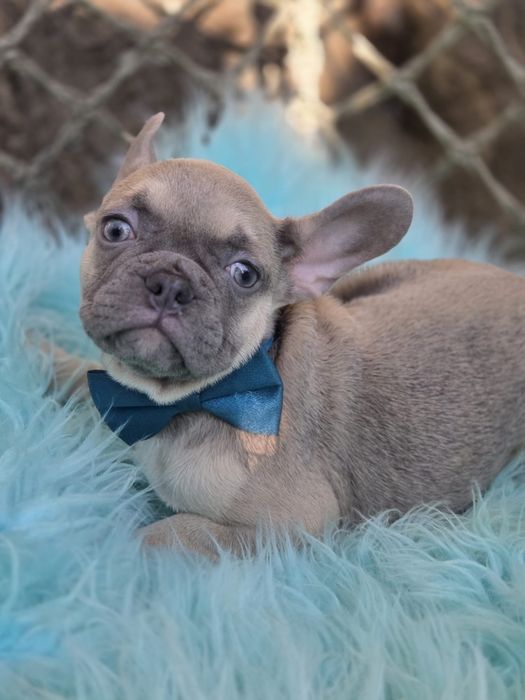 Bulldog Francês macho