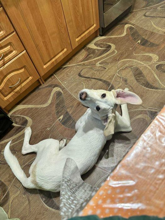 Хлопчик Персик шукає дім